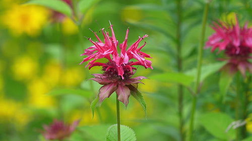 Pink Beebalm or Bergamot flower in meadow. Shallow depth of field. 4K.