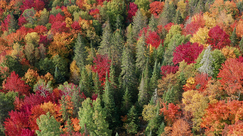 Circling grove of evergreens in mixed species autumn forest. Brilliant colours. 4K.