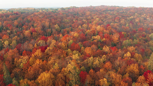 Misty morning flight over fall tree forest. Autumn in Ontario, Canada. 4K.