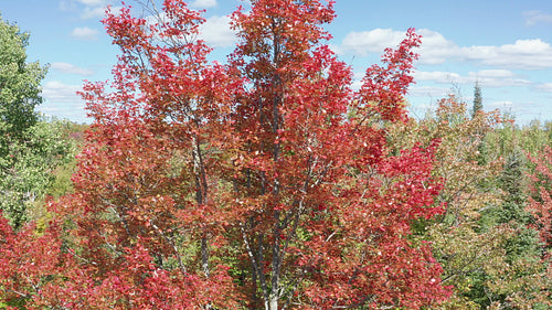 Drone aerial. Rotating around red autumn maple tree. Blue sky and puffy clouds. 4K.