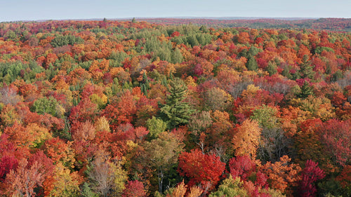 Circling large eastern white pine in autumn landscape. Brilliant colours. 4K.