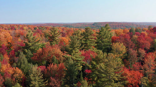 Drone flight approaching stand of eastern white pines. Autumn in Ontario. 4K.