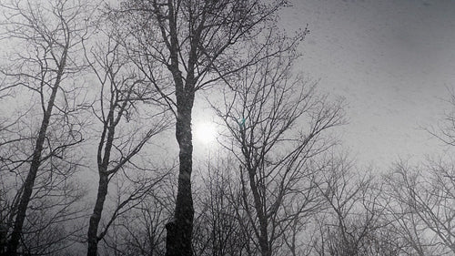 Mysterious snow scene. Big snowflakes falling with sun visible in grey sky. HD.