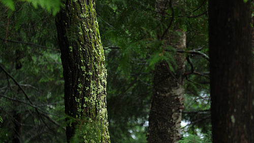 Moss covered tree trunk on wet day. 4K.