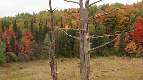 Drone circles dead tree in wetlands. Detail. Fall forest background. 4K.