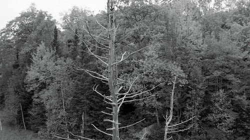 Drone circles dead tree in wetlands. Black and white. 4K.