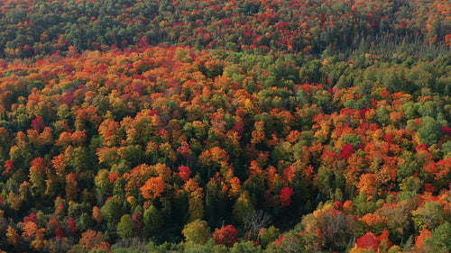 Drone flight over mixed autumn forest. Bands of colour. 4K.