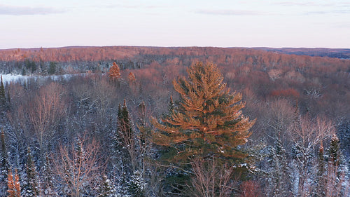 Drone aerial circling big winter evergreen. Pink, sunset light. 4K.