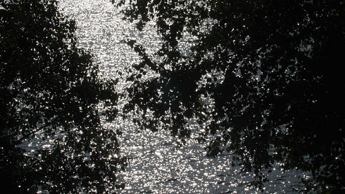 Sparkling summer lake with trees in silhouette. 4K.