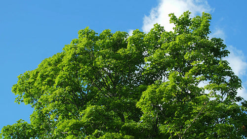 Early summer maple tree with fresh green leaves. Half speed 4K clip. 4K.