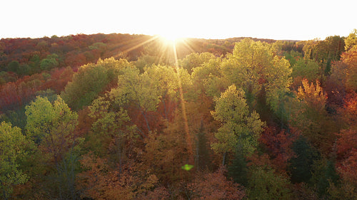 Slow push towards lime green leaves of autumn trees at sunset. 4K.