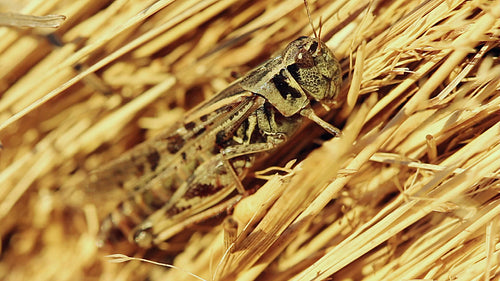 Cricket on hay bale. Saskatchewan, Canada. HD.