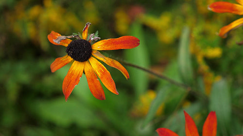 End of summer. Wilting flower with damaged and missing petals. Ontario. 4K.