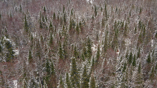 Mellow drone flight over sunlit winter forest with conifers. Ontario, Canada. 4K.