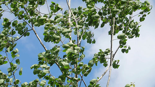 Beech tree leaves in the breeze. Slow motion. HD.