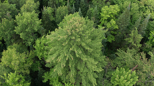 Drone aerial. Tilt top down view of Eastern White Pine. Summer in Ontario. 4K.