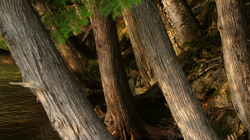 Sun reflections on trees on shoreline. 4K.