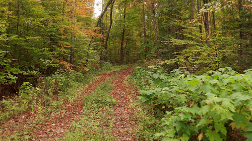 Overgrown autumn road in rural Ontario, Canada. Drone dolly push. 4K.