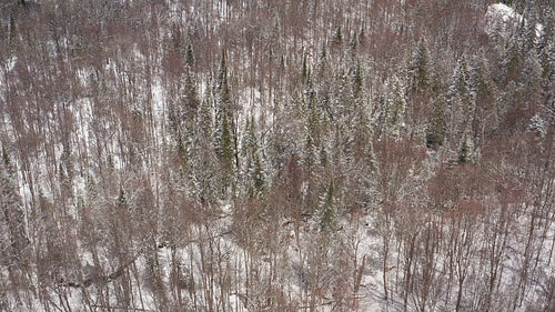 Drone flight over sunlit winter forest with conifers. Descent and circle. Ontario, Canada. 4K.