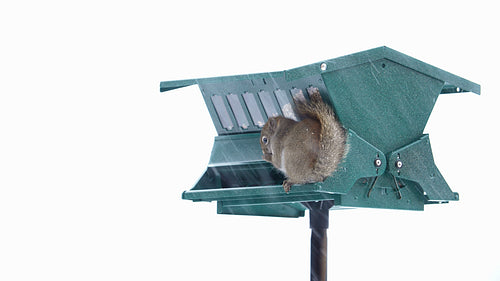 Winter squirrel at the birdfeeder. Snowstorm in Ontario, Canada.