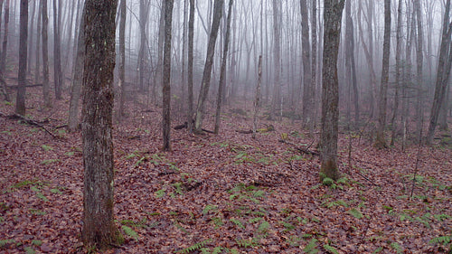 Slow drone flight through mysterious, misty forest. Late autumn. 4K.