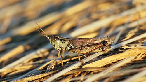 Cricket on hay bale. Saskatchewan, Canada. HD.