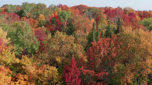 Calm drone flight approaching autumn ridge with colourful trees. 4K.