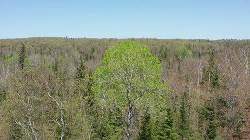 Drone aerial. Rotating around fresh green spring tree with landscape. 4K.