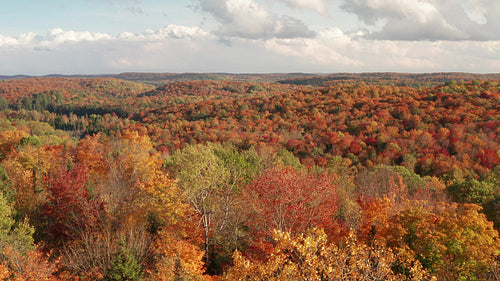 Drone rising over autumn trees to reveal fall forest landscape. 4K.