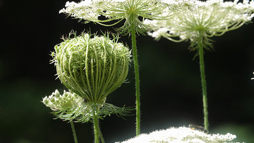 Queen Anne's Lace. Macro shot. Shallow depth of field. Late summer. 4K.