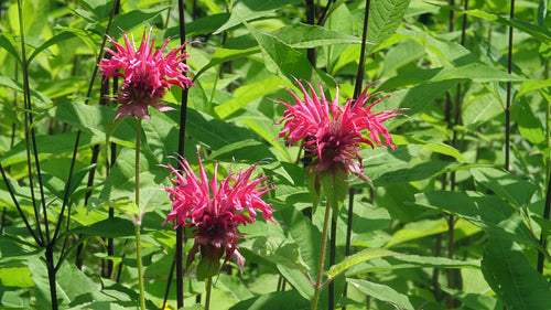 Three pink beebalm flowers in bloom. Green leaf background. Summer. 4K.