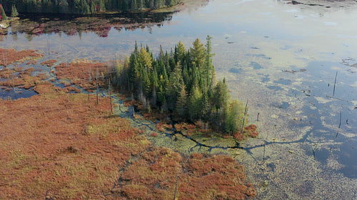 Circling grove of conifers in wetlands lake. 4K.