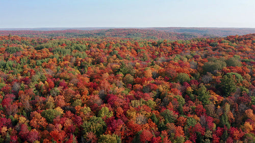 Drone flight over epic autumn landscape with evergreen and blue sky. Ontario, Canada. 4K.