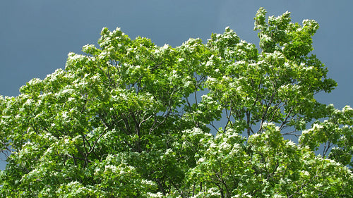 Sunlit maple tree on windy day. Suddenly becoming shady. Grey clouds. 4K.