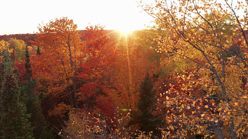 Beautiful golden orange autumn trees. Drone flight into sunset. 4K.