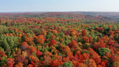 Drone flight over epic autumn landscape with blue sky. Ontario, Canada. 4K.